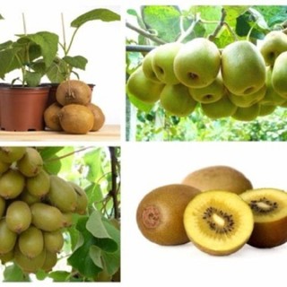 Hạt giống Kiwi gói 30 hạt xuất xứ Đức