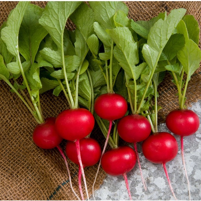 Hạt Giống Củ Cải Đỏ