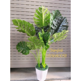 Cây trầu bà tay phật 1,3 và 1,9m -cây giả