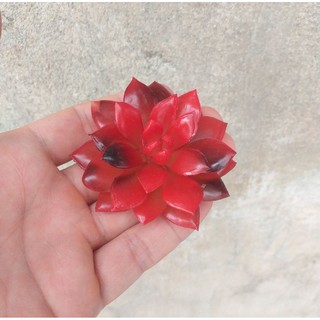 Cây hoa nhựa: Mẫu phật bà đỏ