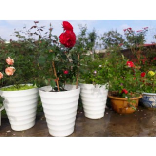 combo HOT 5 chậu gân tròn xoắn kích thước rộng 24.5cm cao 30cm ( được chọn màu)