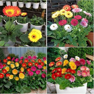 Hạt giống hoa đồng tiền mix màu - 10-15 hạt/gói