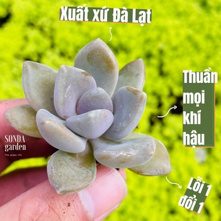 Sen đá đá xanh SONDA GARDEN size mini 2.5-4cm, xuất xứ Đà Lạt, khoẻ đẹp, lỗi 1 đổi 1