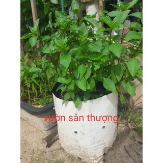 [ Dày 9 zem] Túi Nhựa, PE, Nilon 2 Lớp (1 cái)  Chuyên Trồng Dưa Lưới, Cây, Rau Tiện Lợi, Dễ Sử Dụng