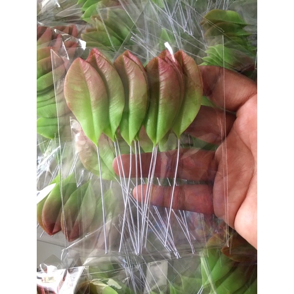 lá hoa mai(lá non) 10 lá/ bịch