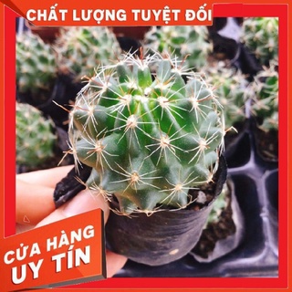 Xương rồng hamato size bầu ❌ FREE SHIP ❌    Xuất xứ Đà Lạt, đã thuần khí hậu
