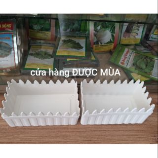 Combo 2 chậu hàng rào nhỏ 20cm