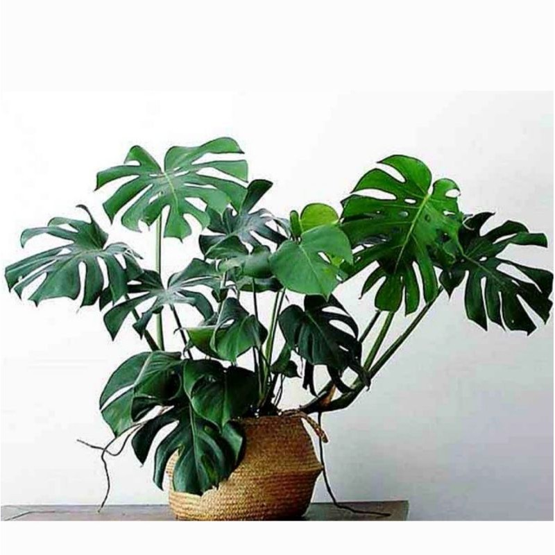 Trầu bà Monstera (trầu bà lá xẻ)