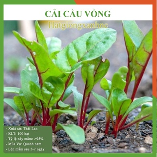 Hạt giống Cải cầu vồng nhiều màu, đóng gói 5gr (khoảng 120 hạt)