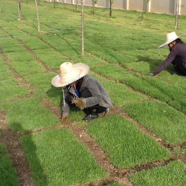 Hạt giống cỏ bermuda cỏ thảm