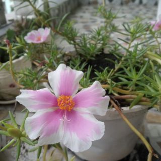 Nhánh hoa 10 giờ Mỹ trắng hồng, trắng