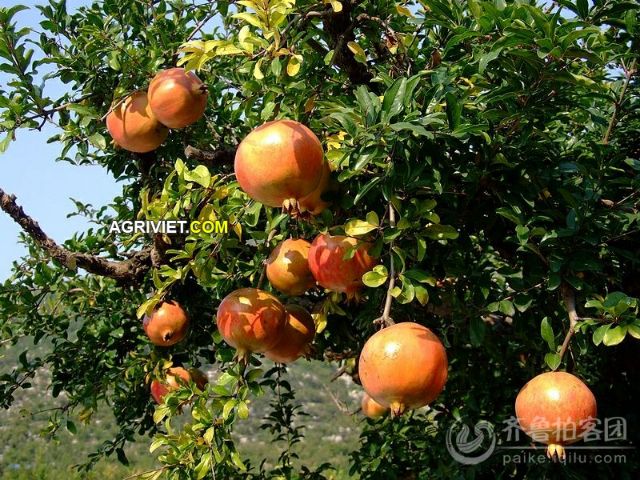 Cây 🌲 Lựu đỏ ấn Độ đang hoa