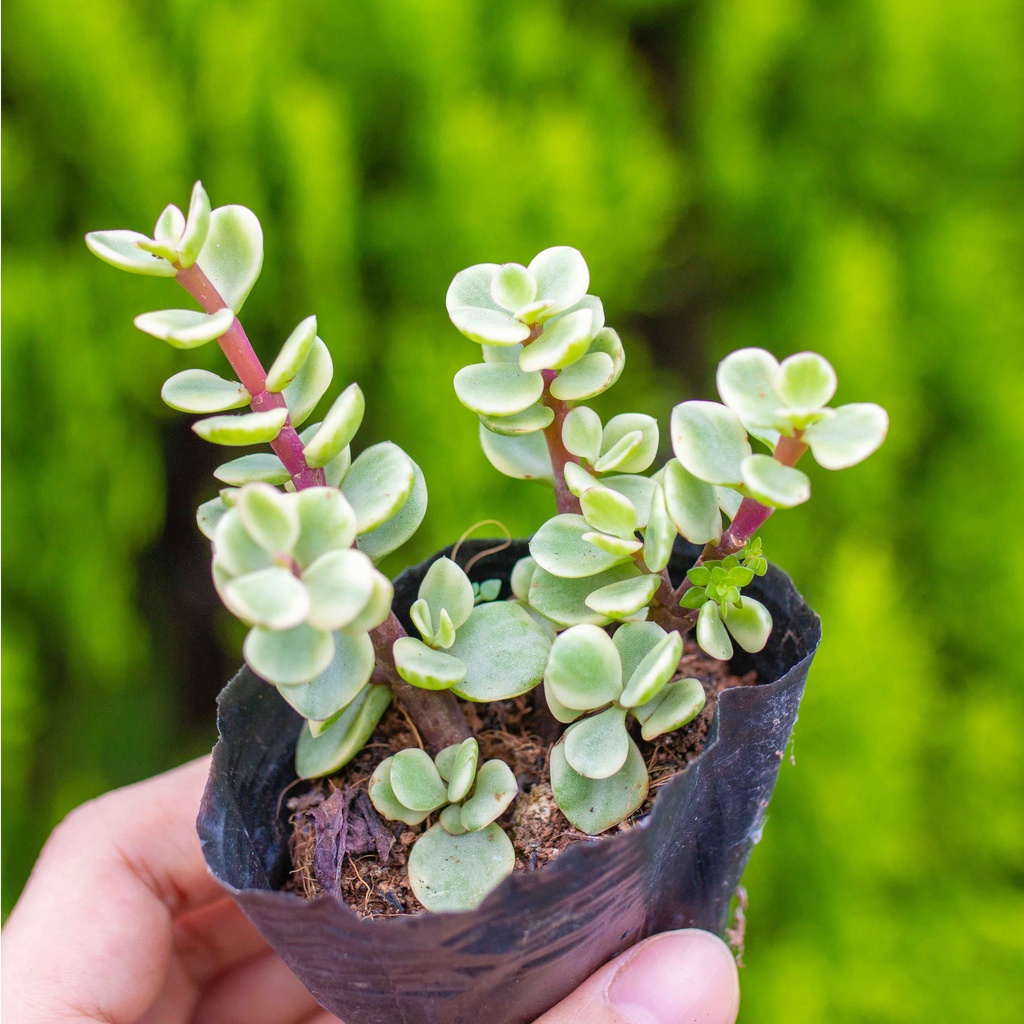 Sen đá đôla 5-7cm - Vườn sen đá