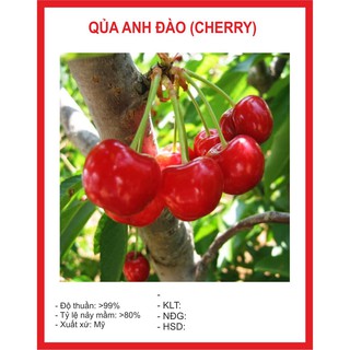 Hạt giống Quả Anh Đào (Cherry) 10 Hạt