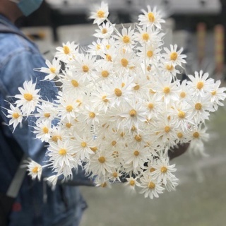 Cúc Hama Khô - Hoa Trang Trí Phòng Ngủ - Decor Cổ Điển Tối Giản - Hoa Khô Huha