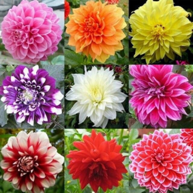 củ giống hoa thược dược