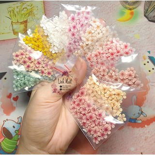 [ Hoa Nail ] - Hoa Mai Nhí - 100% Bột Mỹ- Trang Trí Móng - Làm Nail ( Giá 1 bông )