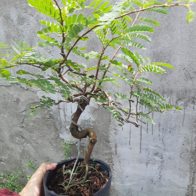 Cây me bonsai mini nhiều dáng