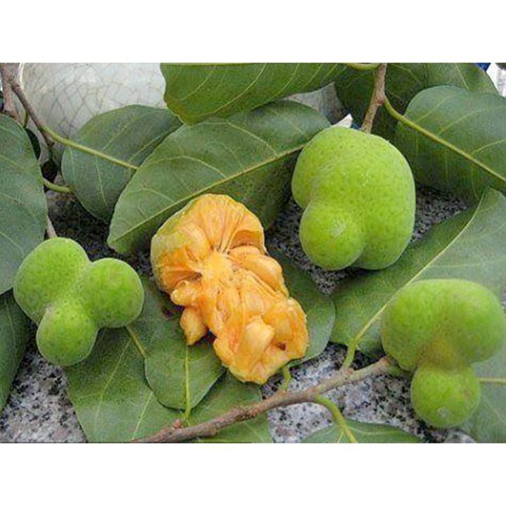cây giống chay