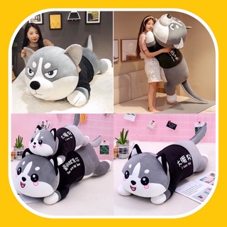 CHÓ ALASKA MÈO AKITA NHỒI BÔNG