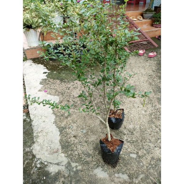 2 Chậu cây linh sam siêu bông