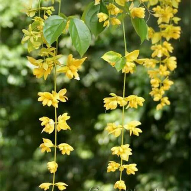 Lan Hoàng Dương
