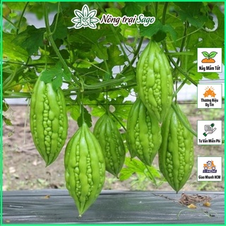 Hạt giống Khổ Qua Lai F1 Dễ Trồng, Ít Sâu Bệnh, Trái Sai, Trồng Quanh Năm (gói 10 hạt) - Nông Trại Sago