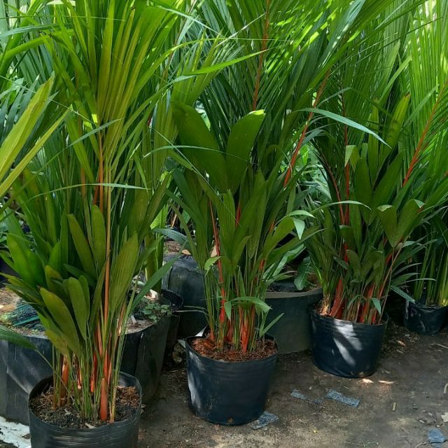 Cây 🌲 Cau đỏ.....phong thủy