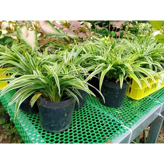 Cỏ lan chi, cây lan chi (chlorophytum bichetii) bụi xum xuê lọc không khí tốt