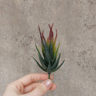 Cây hoa nhựa: mẫu sen đá móng rồng