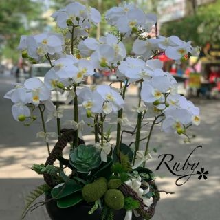 Hoa giả- lan hồ điệp cao su 7 bông