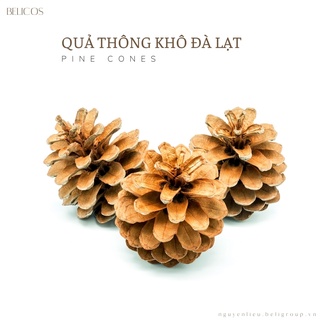 Quả Thông Khô Đà Lạt 10 trái cỡ vừa - Trang Trí, Decord, Chụp ảnh đẹp