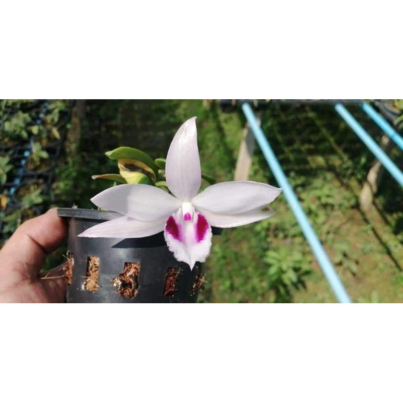 phi điệp nù thác khói mắt đỏ