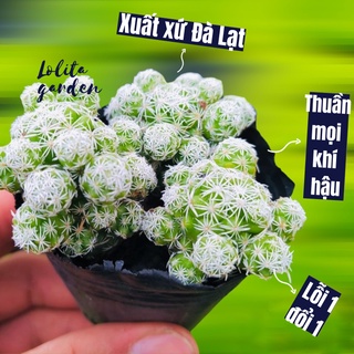 XƯƠNG RỒNG TRỨNG CHIM SIZE BÉ, HÀNG ĐÀ LẠT, SIÊU XINH SIÊU KHỎE, LỖI 1 ĐỔI 1