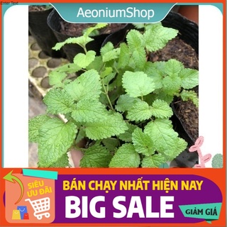 [ GIA VỊ HƯƠNG LIỆU ] 1 CHIẾC BẠC HÀ CHANH SẢ ( LEMON BALM )