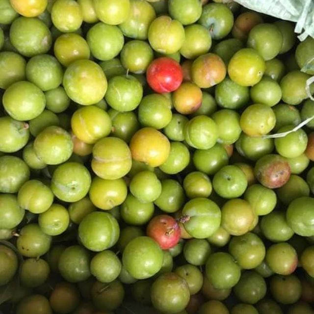 Mận xanh Tây Bắc
