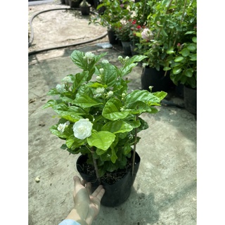 Combo cây cảnh sa đéc