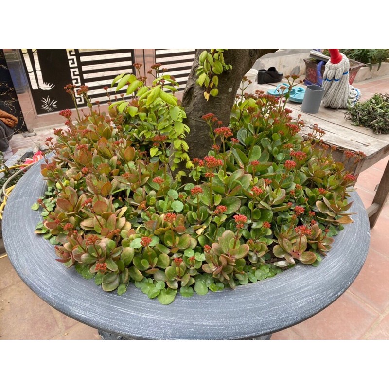 cây sống đời (5 cây)
