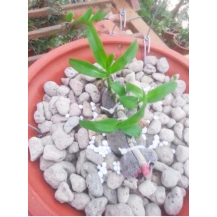 ĐÁ BỌT NÚI LỬA PUMICE STONE (1kg)
