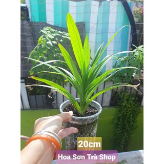 (Quận 8 - GIAO 1-3H) Cây giống LÁ DỨA/lá nếp thơm.