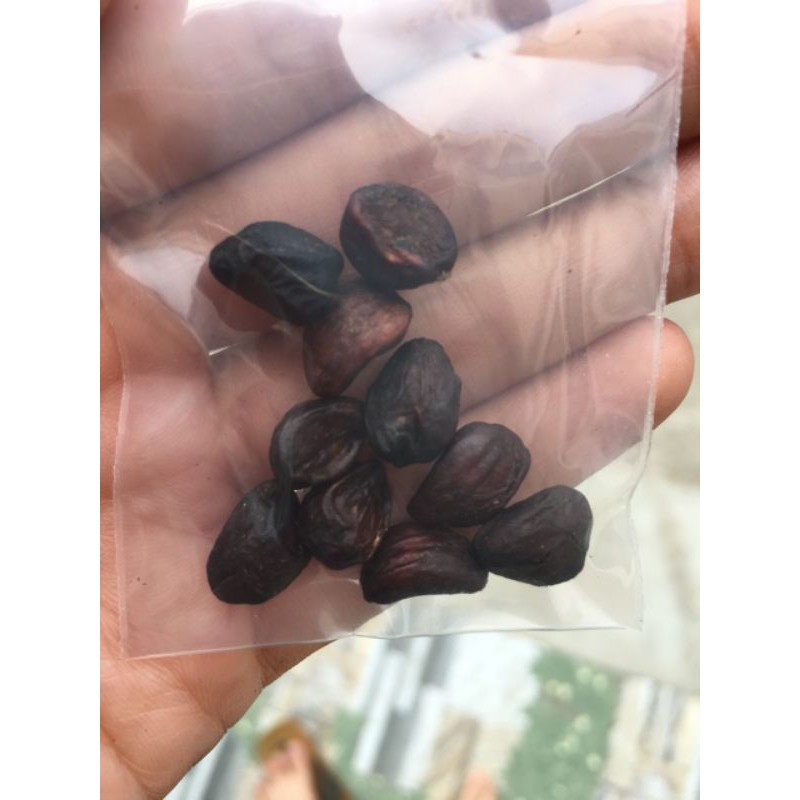 10 Hạt dổi nếp Tây Bắc