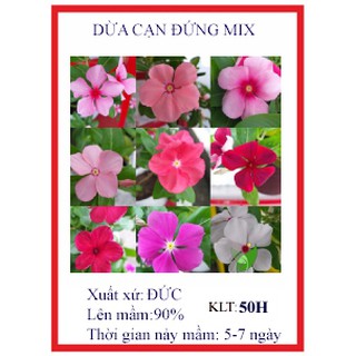 50 hạt giống hoa dừa cạn cây đứng nhiều màu