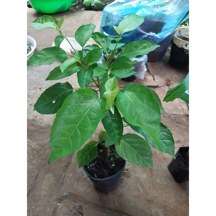 Hạt giống cây lá cách