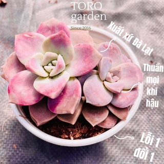 SEN ĐÁ HỒNG MẬP ĐÀ LẠT SIZE TRUNG BÌNH, SIÊU KHOẺ ĐẸP, THUẦN MỌI KHÍ HẬU, HƯ 1 ĐỔI 1