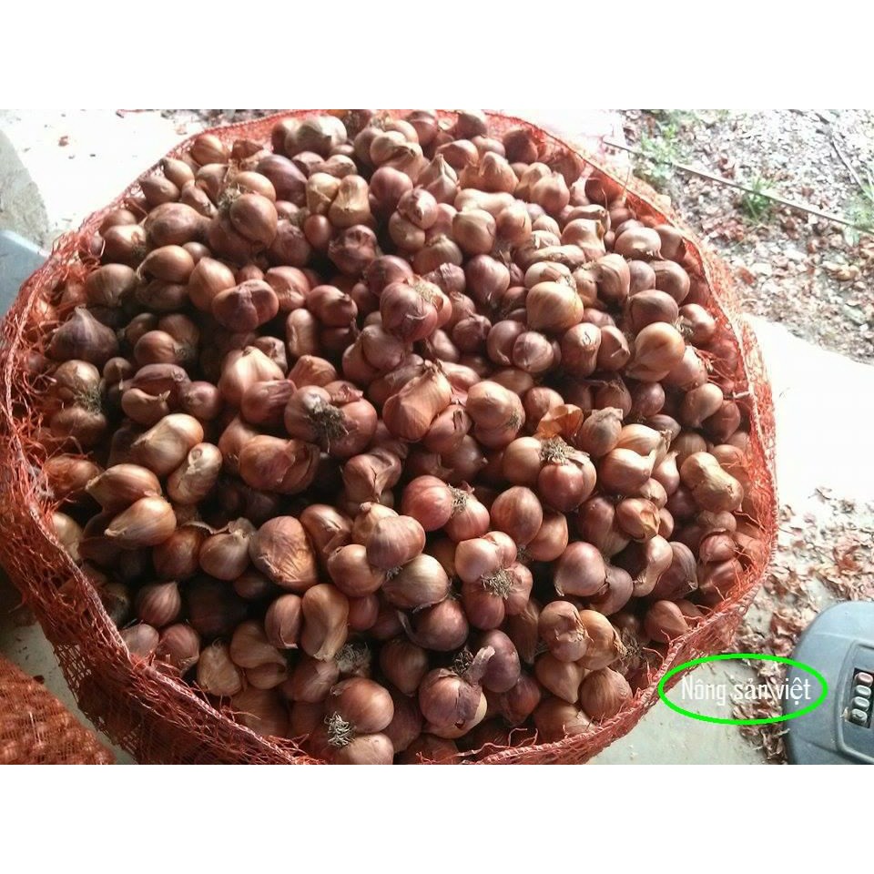 củ hành ta