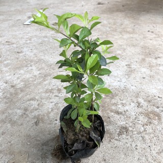 [CÂY CÔNG TRÌNH] Cây Chuỗi Ngọc Trồng Bịch Cao 20cm Nhiều Ngọn Xum Xuê Lá Đẹp Trang Trí Hàng Rào
