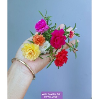 (Quận 8 - GIAO 1-3H) Nhánh HOA MƯỜI GIỜ Thái (có 8-10 màu).