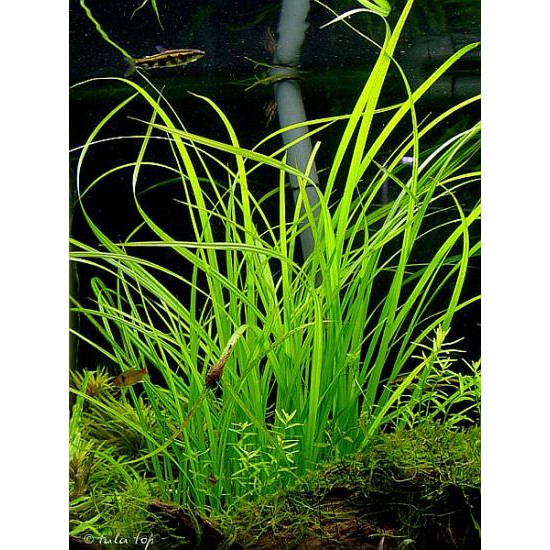 CỎ CỌP -THỦY SINH (20 CÂY)