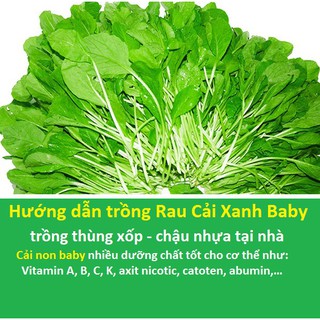 Rau Cải Xanh Baby - cải mầm xanh baby (gói lớn 50gr)