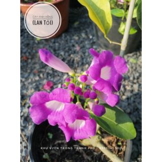 CÂY LAN TỎI (Dây leo lan tỏi, ánh hồng)